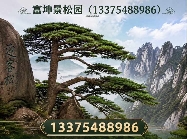 泰山区造型松批发展示图
